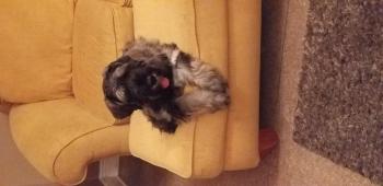 Fenway, Schnauzer Gigante
