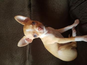 Pixel, Chihuahua langhaariger Schlag