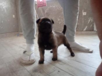 Gad, Pastor Belga Malinois