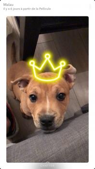 Néro, Staffordshire Bull Terrier