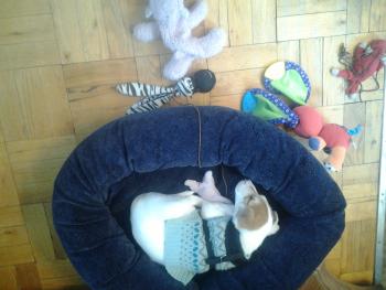 Rosie, Parson Jack Russell Terrier (De Pelaje Corto - Suave)