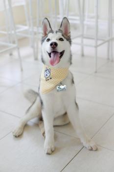 Snow of The Masterpiece, Husky Siberien
