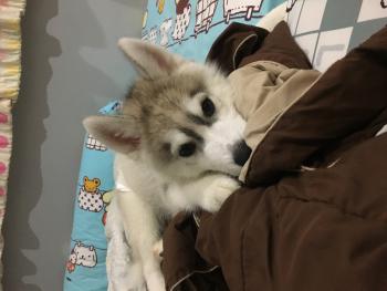 Sunny, Husky Siberien
