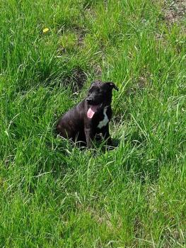 Nayko, Staffordshire Bull Terrier