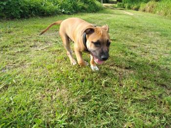 Onyx, Staffordshire Bull Terrier
