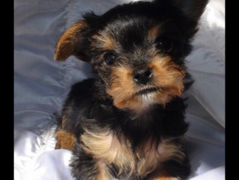 Lily, Yorkshire Terrier
