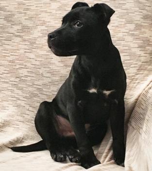 Tommi, Staffordshire Bull Terrier