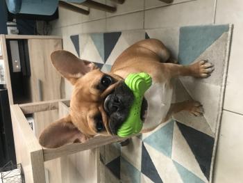 Nell, Bulldog Francés