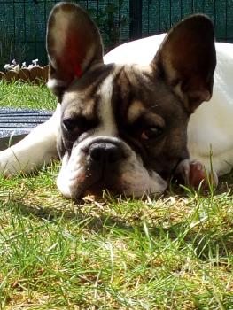 Nook, Bulldog Francés