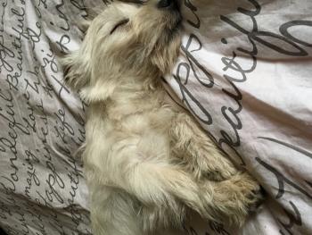 Soso, Westies