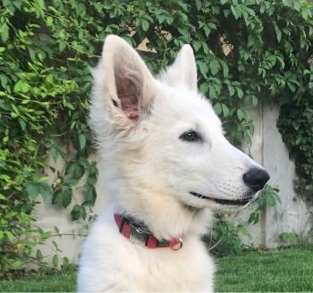 Yuki, Weißer Schweizer Schäferhund