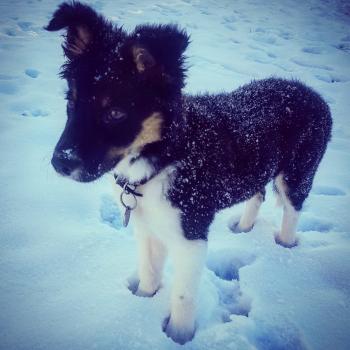 Jo, Border Collie