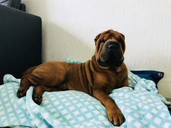 Noé, Shar Pei