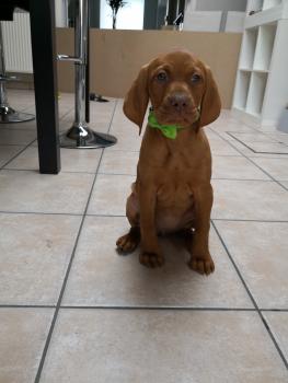 Mila, Braco Húngaro