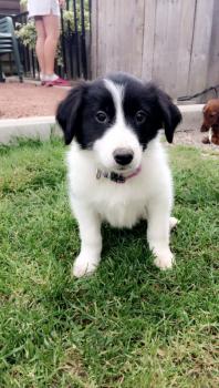 Ollie, Border Collie