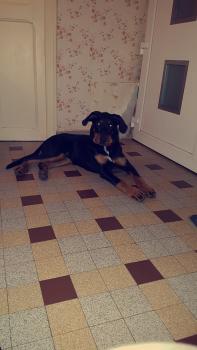 Olhins, Beauceron