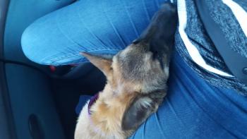 Vikky, Cane da pastore belga