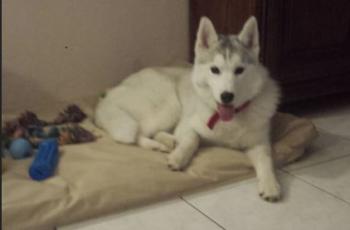 Neige, Husky Siberiano