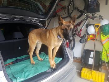 Syrus, Berger Malinois