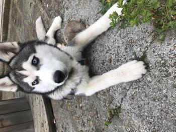 Nelson, Husky Siberiano
