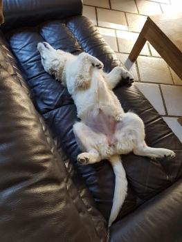 Naya, Golden Retriever
