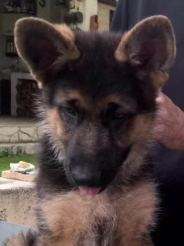 orson, Perro Pastor Alemán