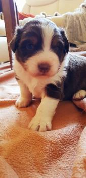 Orion, Pastor Australiano