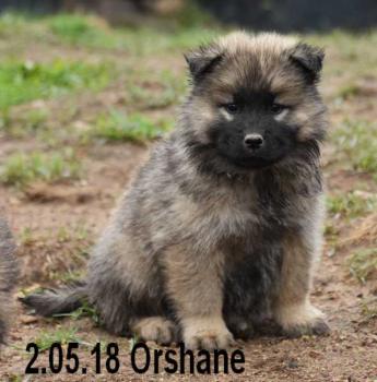 Orshane, Eurasier