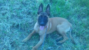 Beud, Malinois