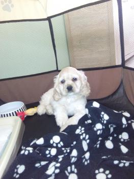 RUBY, Cocker Spaniel Americano