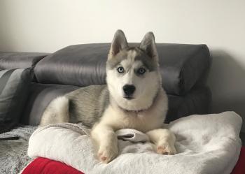 Nala, Husky Siberiano