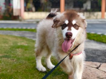 Slate, Malamute