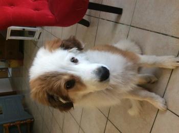 Maya, Pastor Australiano