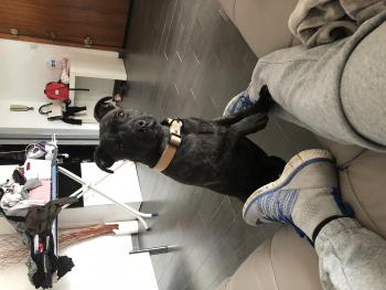 Nino, Staffordshire Bull Terrier