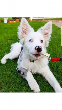 Arya, Border Collie