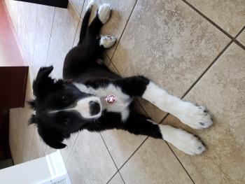 Milo, Border Collie