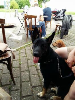 Django, Belgischer Schäferhund