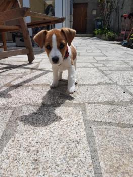 Bou, Jack Russell Terrier