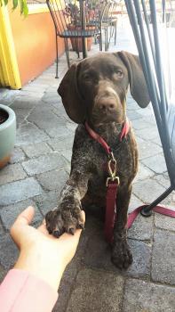 Margot, Braco Alemán De Pelo Corto