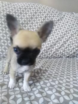 Ray, Chihuahua