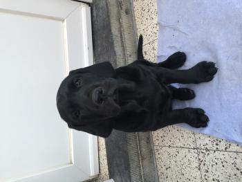 Ranga, Labrador Retriever