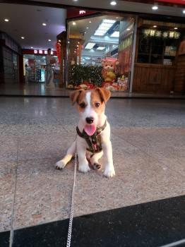 Noopy, Parson Jack Russell Terrier (De Pelaje Corto - Suave)
