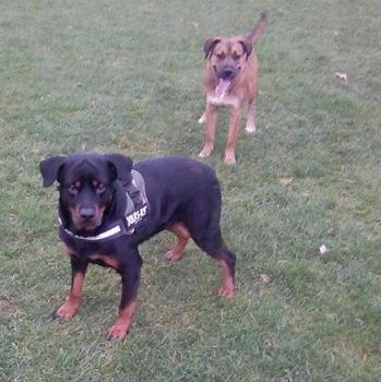 hyvana, Rottweiler