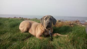 Nahitis, Cane Corso