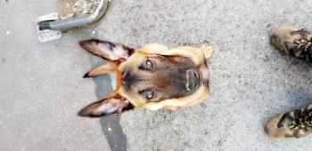 Onyx, Pastor Belga Malinois