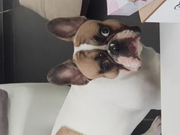 Bouli, French bulldog