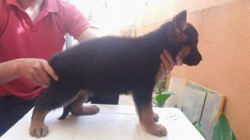 Lyka, Perro Pastor Alemán