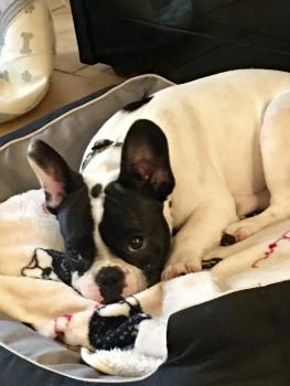 Nestor, Bulldog Francés
