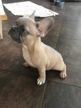 Ferdinand, Bulldog Francés