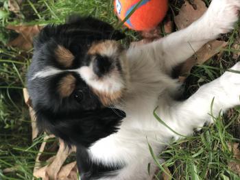 Ozzy, Cavalier King Charles Spaniel